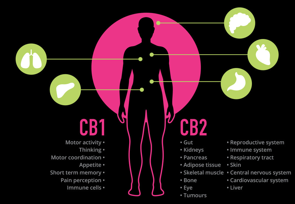 What Is The Endocannabinoid System?