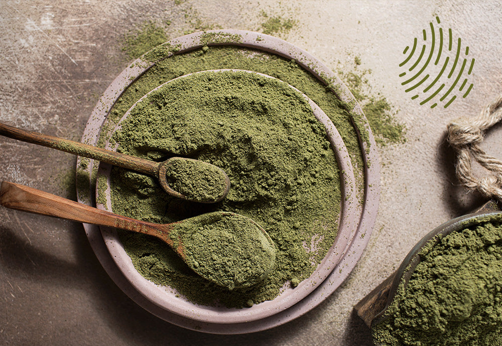 Healthy Hemp: A Plant Protein Powerhouse