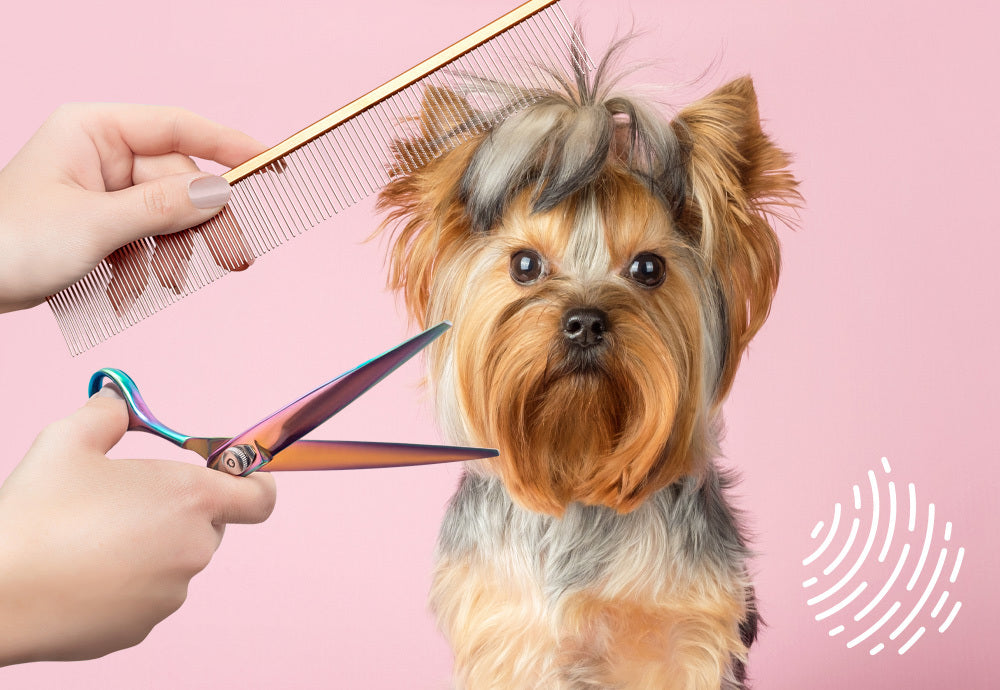 CBD & Pet Grooming: Turning Troublesome Baths Into Happy Tails
