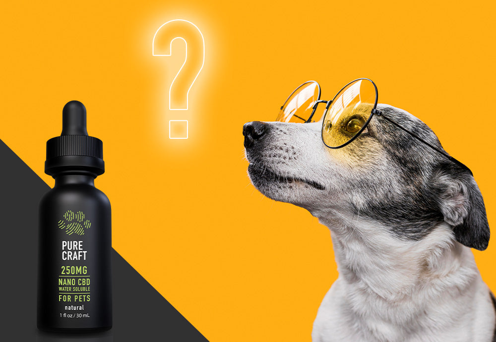Is Your Pet’s CBD Working? Use This Quiz To Keep Track