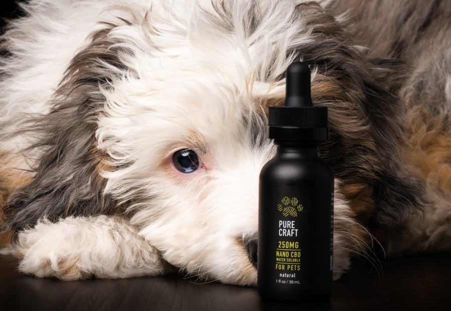 CBD For Dogs | Pure Craft Pet CBD Tincture