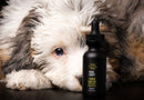 CBD For Dogs: A Guide For Humans